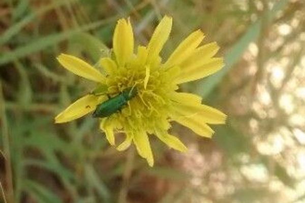 Scorzonera