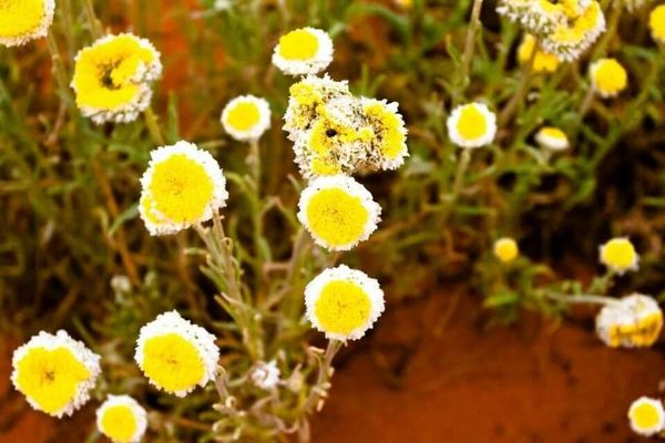 Poached egg daisy