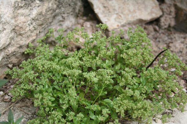 Four-leaf allseed