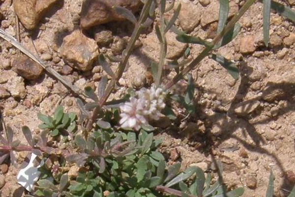 White milkwort