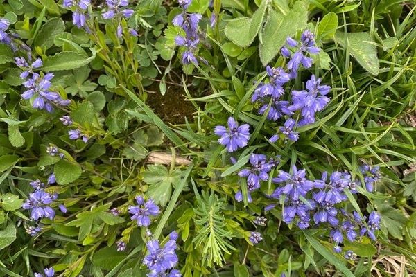 Alpine milkwort