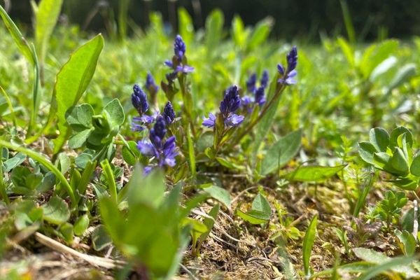 Milkwort