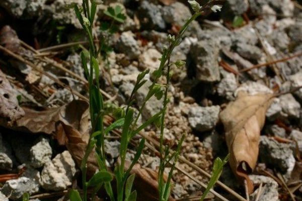 Dwarf milkwort