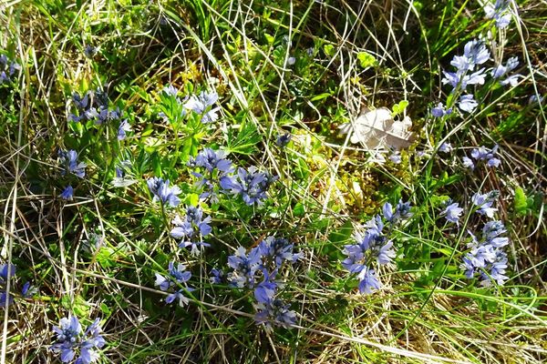 Chalk milkwort