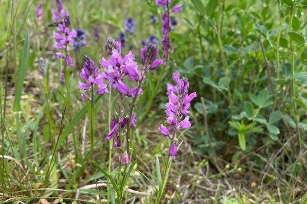 Tufted milkwort