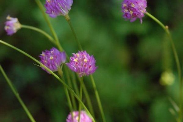 Longstem milkwort