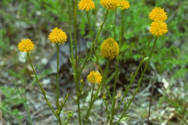 Orange milkwort
