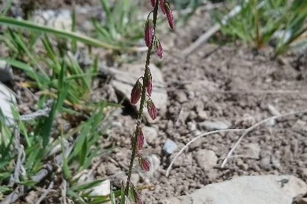 Mediterranean milkwort