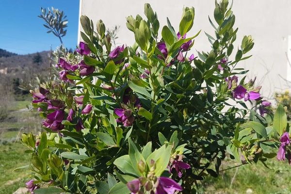 Butterfly-bush