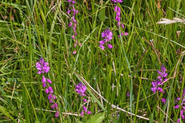 Nice milkwort