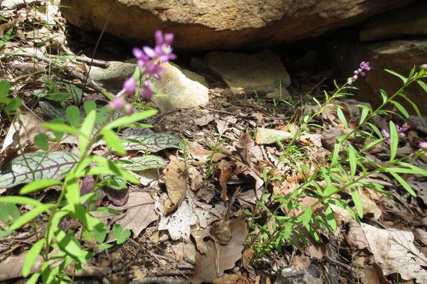 Bitter milkwort