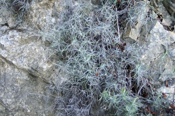 Polygala rupestris