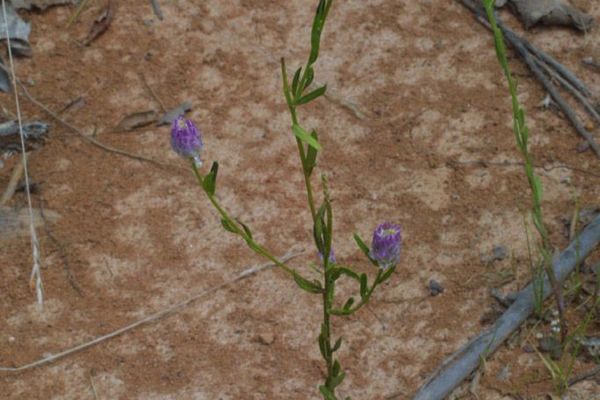 Common polygala