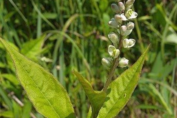 Seneca snakeroot