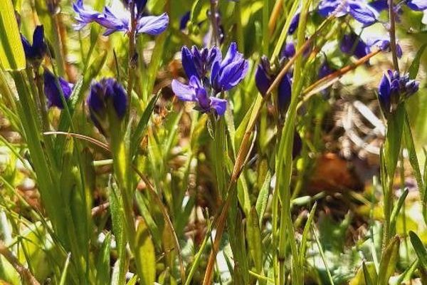 Heath milkwort