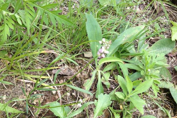 Whorl milkwort