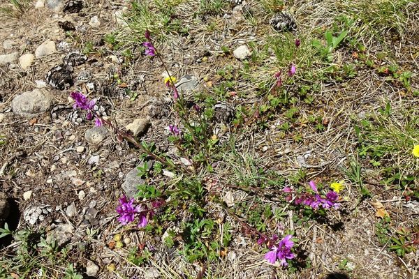 Common milkwort