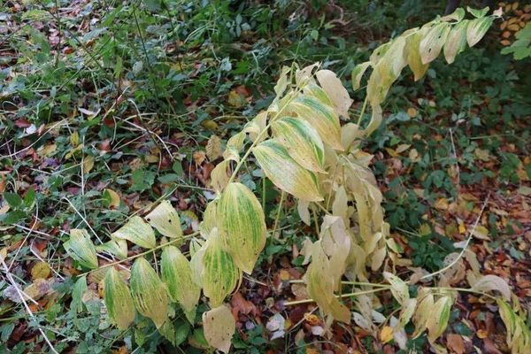 Solomon's-seal