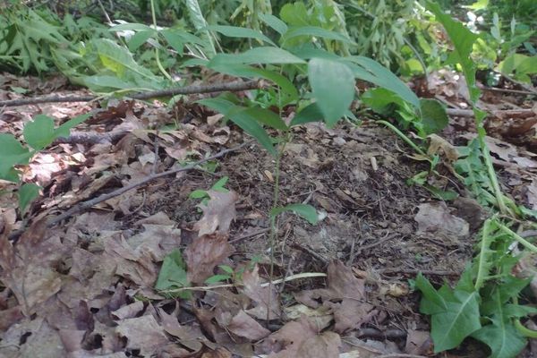 Hairy solomon's-seal