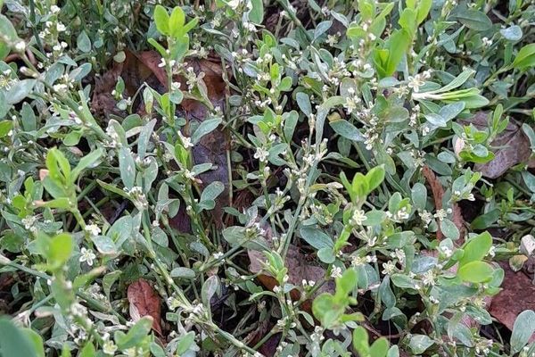Oval-leaf knotweed