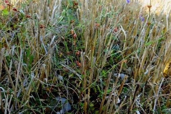 Narrowleaf knotweed