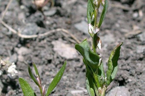 Douglas's knotweed