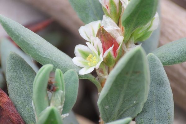 Sea knotgrass