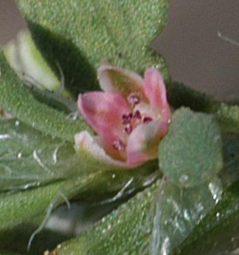 Polygonum plebeium