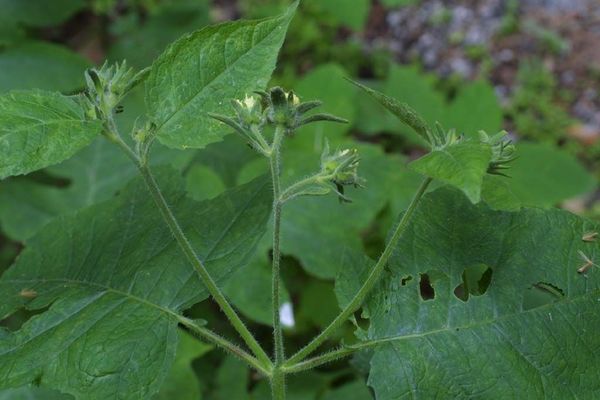 Whiteflower leafcup