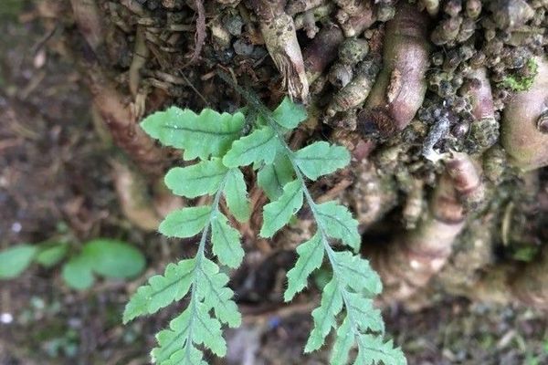 California polypody