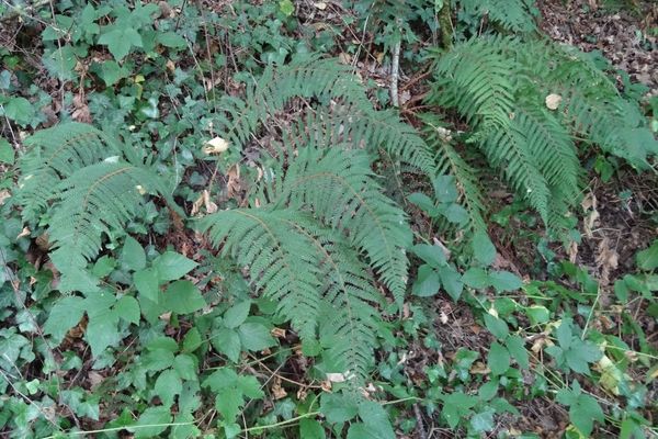 Welsh polypody