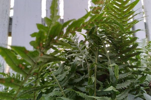 Licorice fern