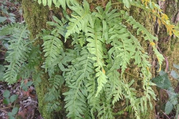 Intermediate polypody