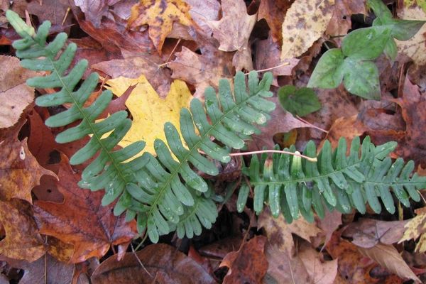 Rock polypody