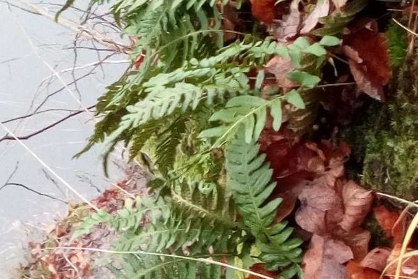 Common polypody