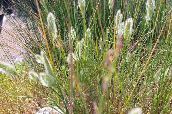 Mediterranean beard grass
