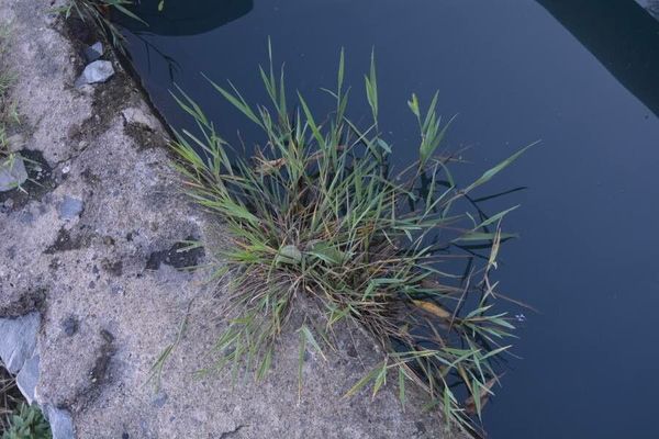 Beard grass