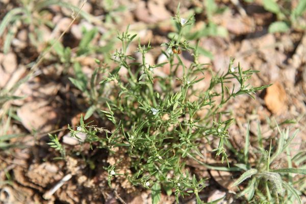 Rustweed