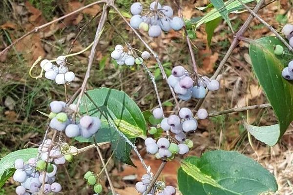 Elderberry-ash