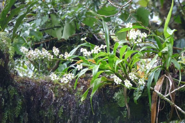 Greater yellowspike orchid