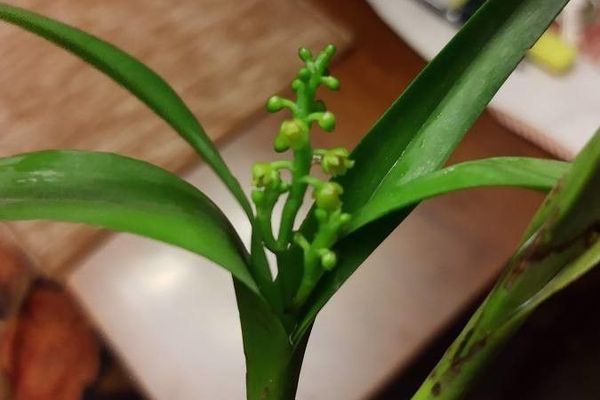 Lesser yellowspike orchid