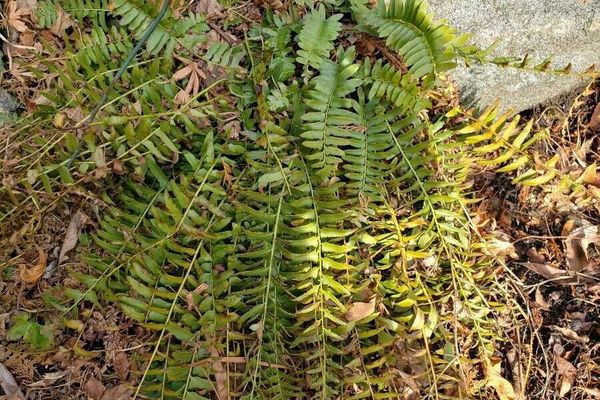 Christmas fern