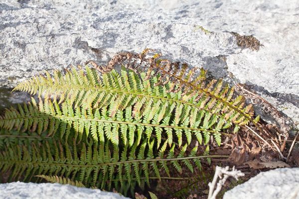 Hard shield-fern