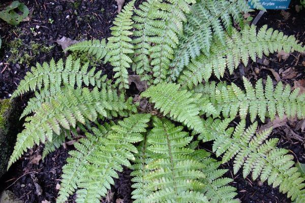 Braun's hollyfern