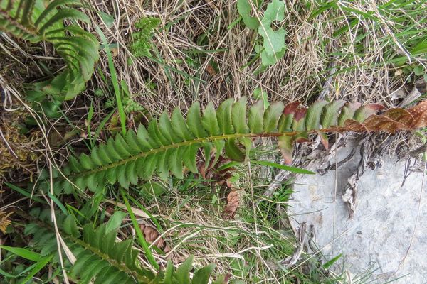 Northern hollyfern