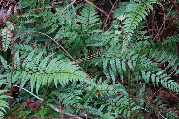 Korean rockfern