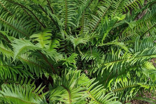 Common sword fern