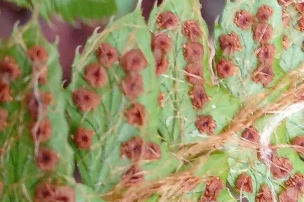 Korean tasselfern