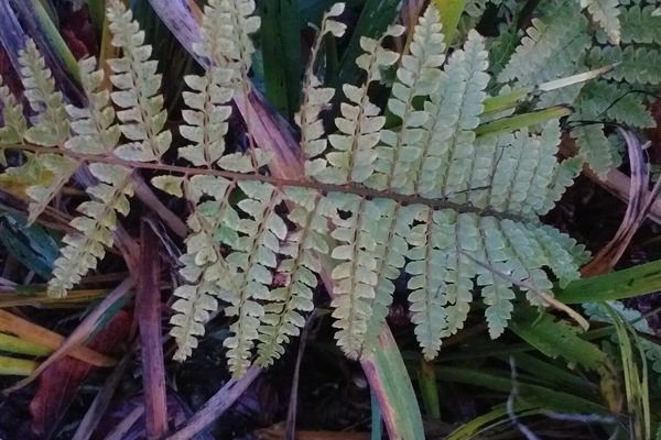 Polystichum retrosopaleaceum