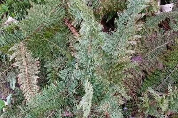Soft shield-fern